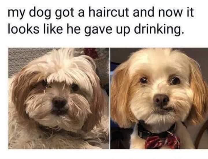 Two photos of a small dog.  

Caption 

my dog got a haircut and now it looks like he gave up drinking.