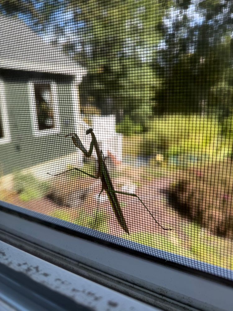 Photo of a preying mantis on a window screen