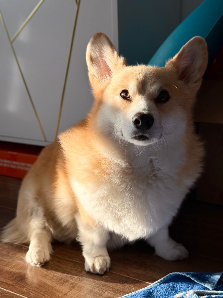 A cute corgi staring directly into the camera, wondering if you would like to be his valentine. 