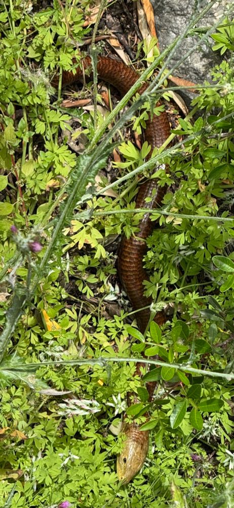 Orangey brown snake-like lizard in the bright green undergrowth looking pretty relaxed. 
