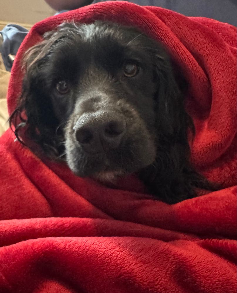 Slightly damp black spaniel wrapped in red fleece blanket regretting his decision to swim on the river