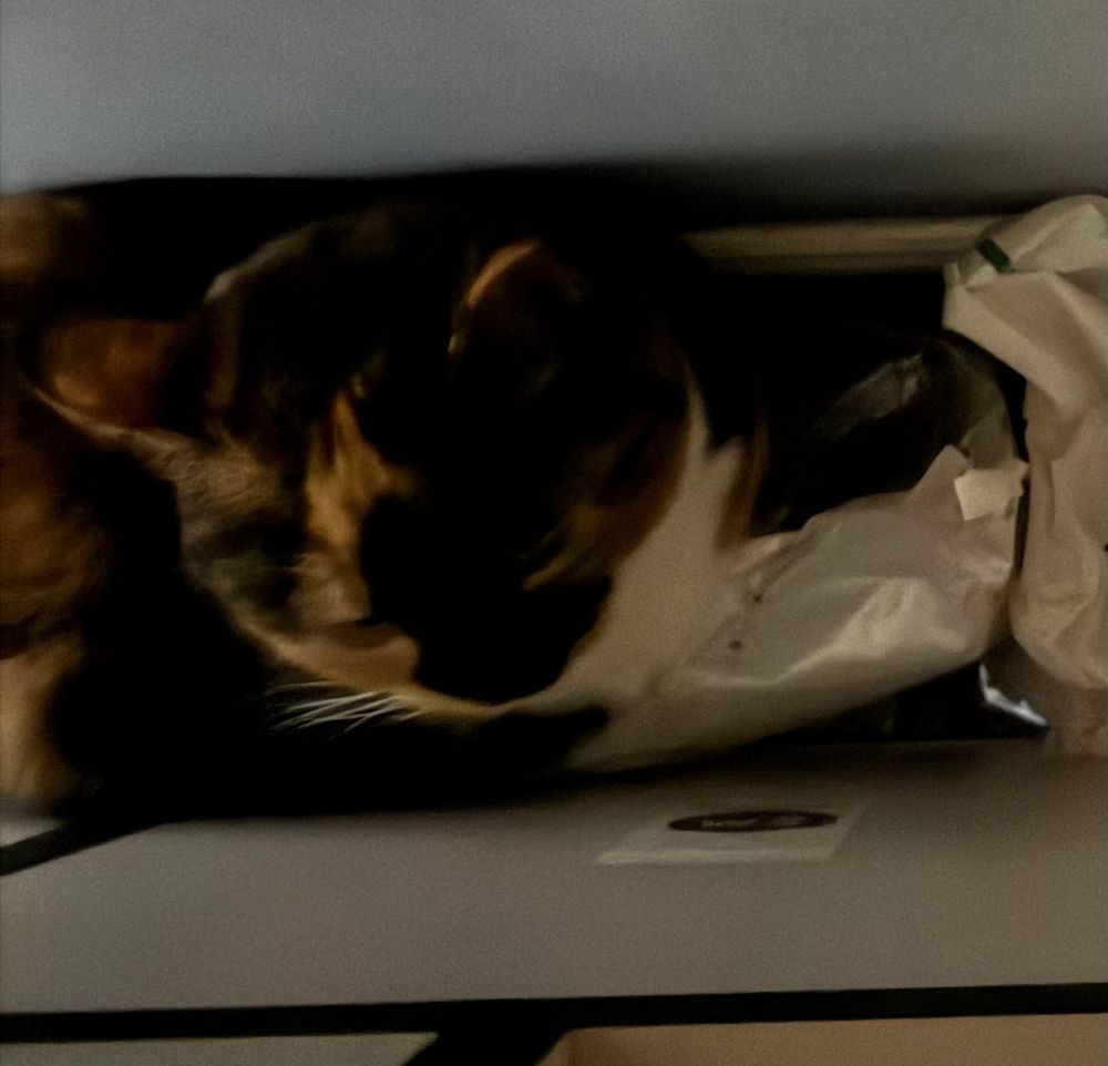 Tortie cat hiding in narrow space behind storage unit. She seems to have nested using a carrier bag for comfort.
