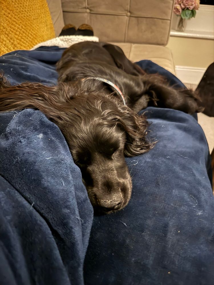 Black spaniel sleeping on a decidedly mucky dark blue beanbag bed.