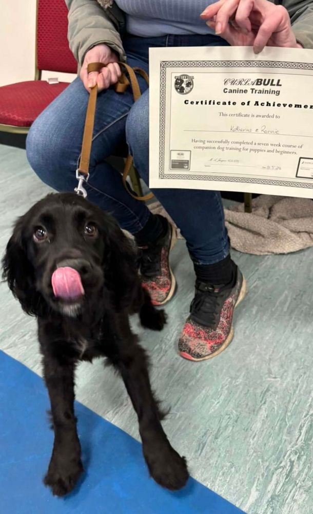 Black spaniel puppy next to graduation certificate ruining photo by licking his nose