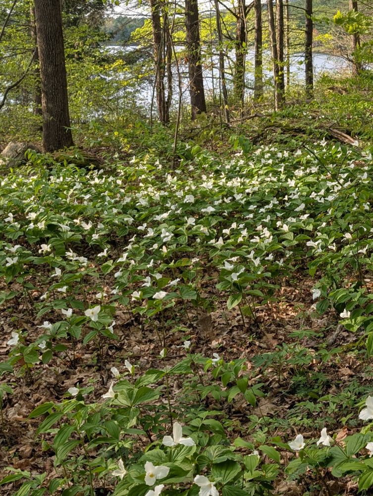 Woodland carpeted with white trillium. Reservoir in the background.