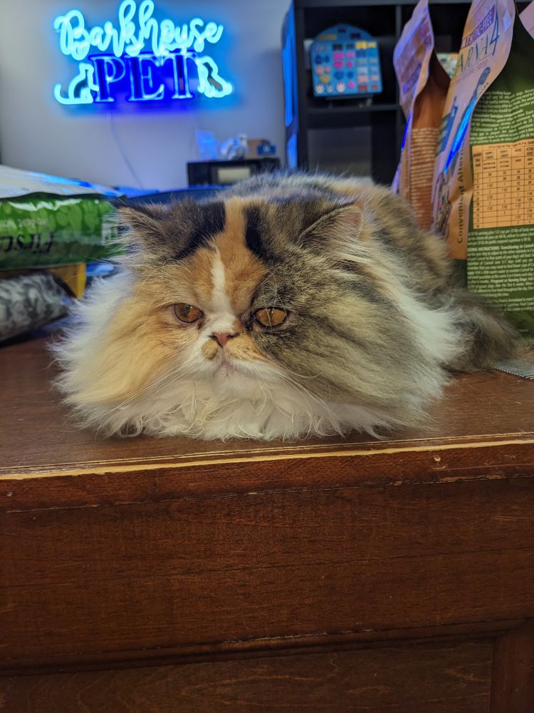 Long haired tricoloured cat with golden eyes.