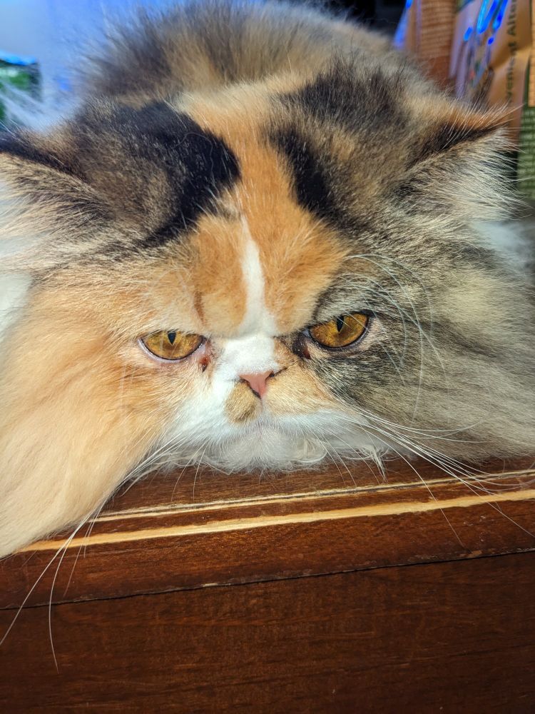 Long haired tricoloured cat with golden eyes.