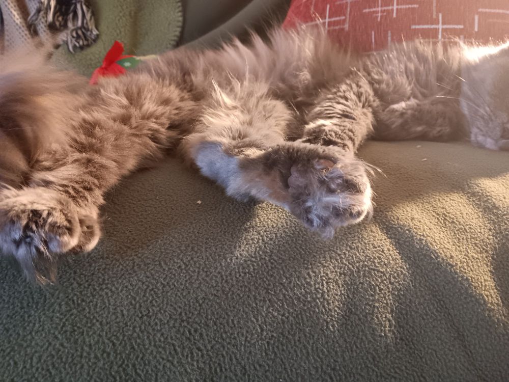 Long-haired cat laying on couch with lots of fur between its toes