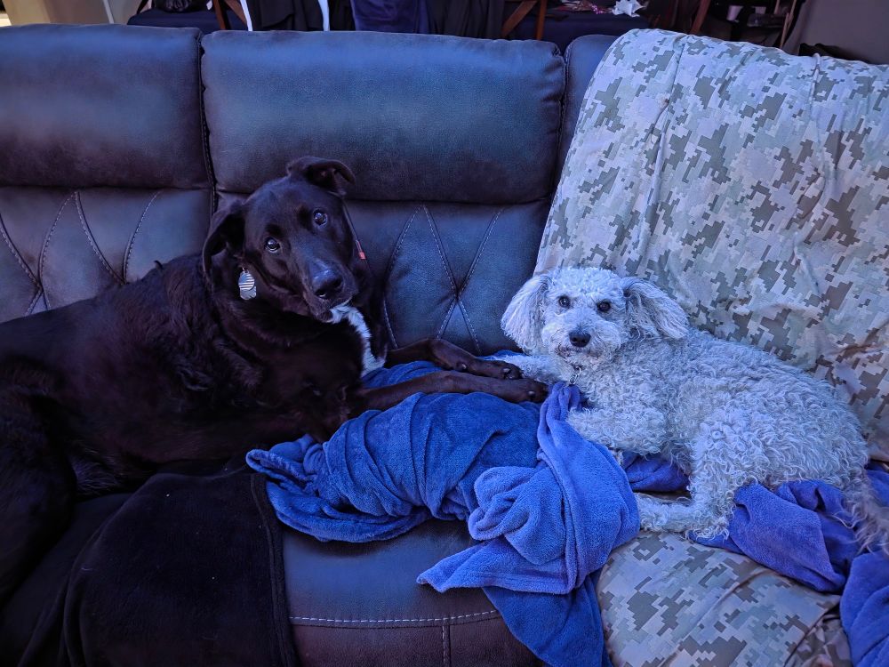 A large black and white dog laying on a blanket covered couch, with a small grey dog, laying facing each other, but turned to look at the camera. 