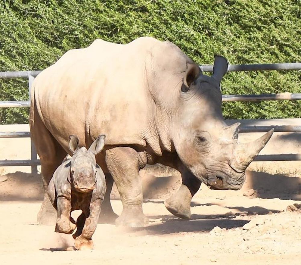 Phoenix Zoo Mourns the Loss of Howard the Rhino at 27 | All About Arizona News