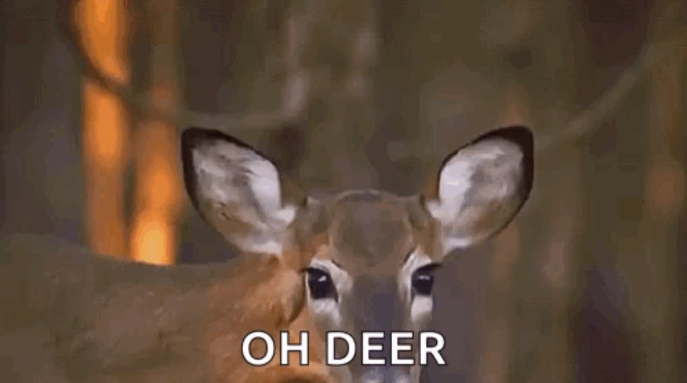 a close up of a deer 's face with the words `` oh deer '' written next to it .