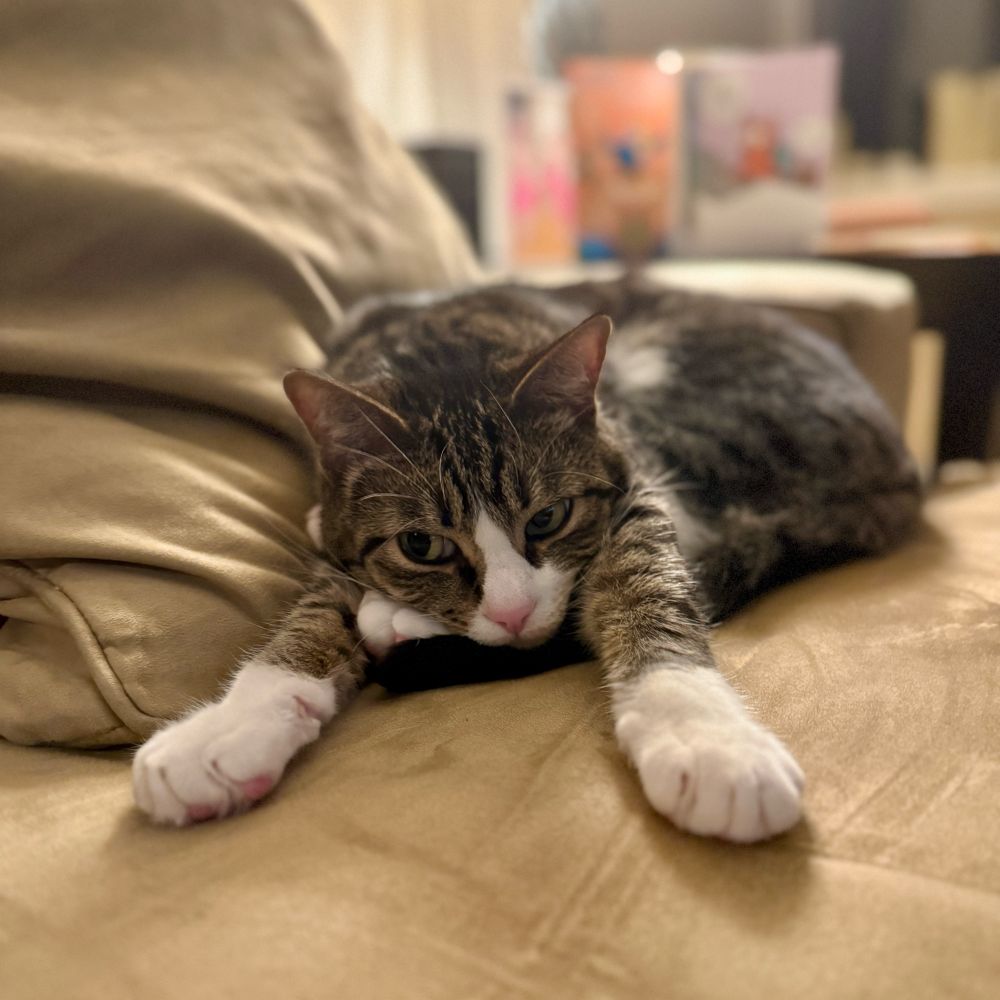 A tabby cat stretched out with his chin resting on a hind leg. 