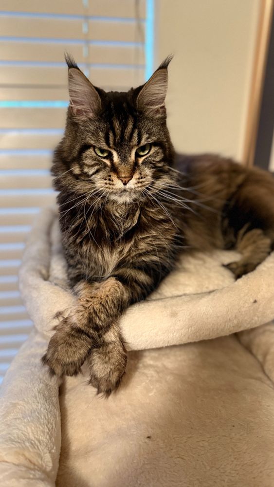 A relaxed cat sitting with her arms crossed