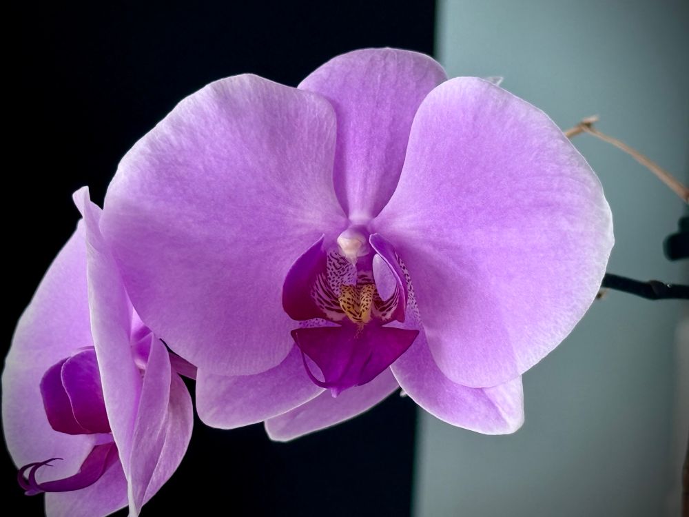 Orchid bloom