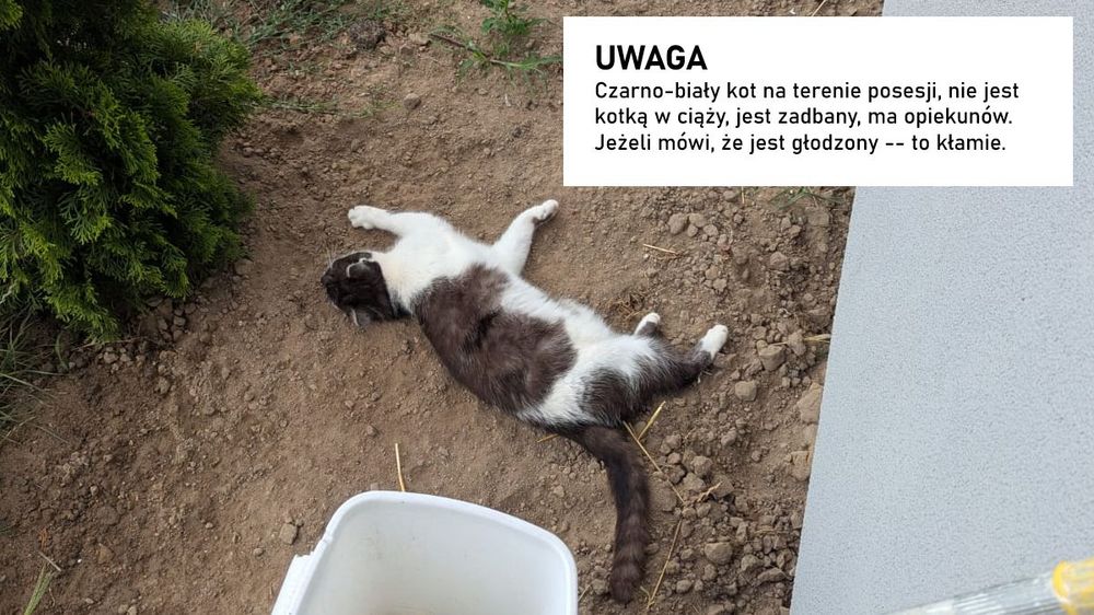 UWAGA
Czarno-biały kot na terenie posesji nie jest kotką w ciąży, jest zadbany, ma opiekunów. Jeżeli mówi, że jest głodzony -- to kłamie.