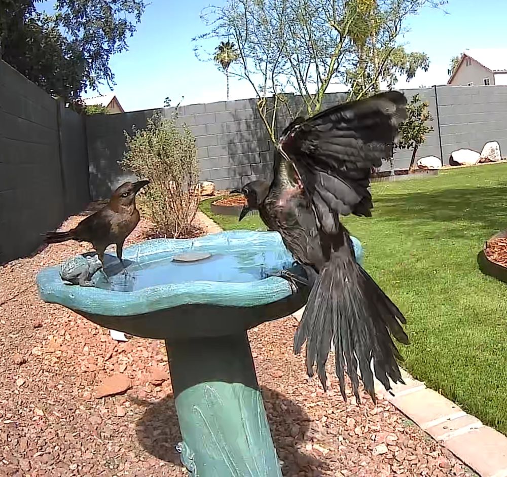 A male great tailed grackle stands on the rim of a green bird bath in a desert back yard. His wings are up and tail spread, and he is screaming at the female standing opposite him, who is looking blankly at him. It's exactly like either of the club memes. (I'm convinced this is a mating ritual & started the grackle family who have for years now been fixtures at my baths and feeders 🖤)