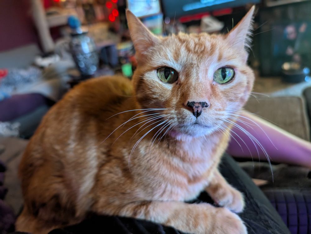 An orange tabby cat with bright green eyes lays on a black-clad lap 