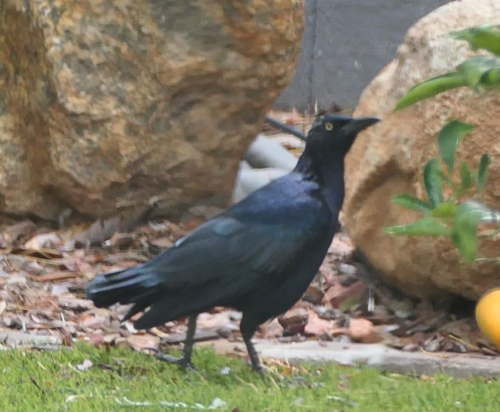 A male Great Tailed Grackle stands on a plastic grass lawn, in front of two boulders on rocky ground. His head is raised and his butt is turned so we can see his sad, sad, not-great tail feathers. 
