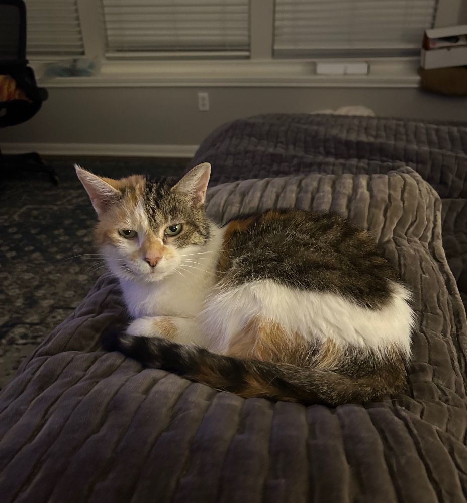 A calico cat lying regally on a dark gray bedspread.
