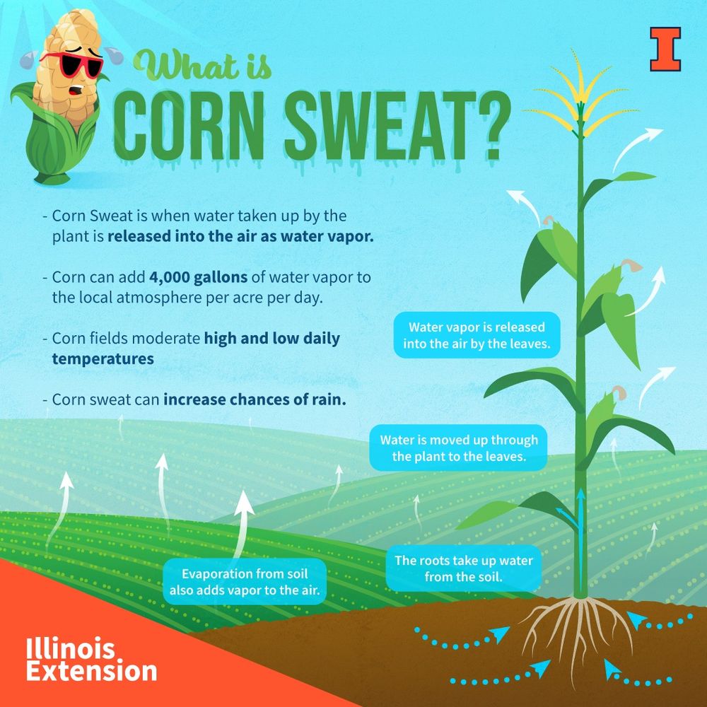 Infographic explaining "Corn Sweat": Water from corn is released as vapor, adding 4,000 gallons/acre, moderating temperatures, and increasing rain chances with illustrated corn characters.
