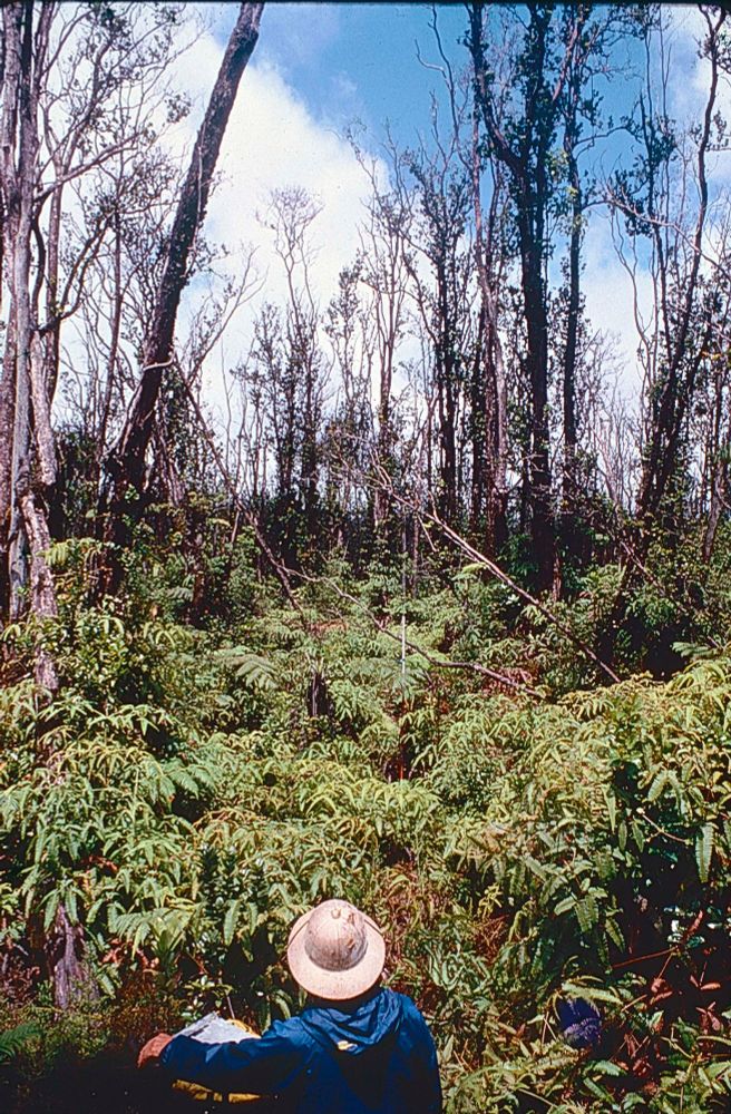 August 1976, Island of Hawaii (Big Island), Saddle Road area: Professor Dieter Mueller-Dombois, Botany Department, University of Hawaii at Manoa, takes notes on the decline (dieback) of native ohia lehua trees (Metrosideros polymorpha). Photograph by James D. Jacobi.