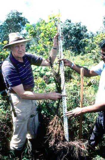 Early 1980s: Dieter Mueller-Dombois and Mallikarjuna Aradhya pulling a Metrosideros polymorpha sapling out of organic peat somewhere in Hawai´i´s rainforest. Courtesy of Annette Mueller-Dombois.