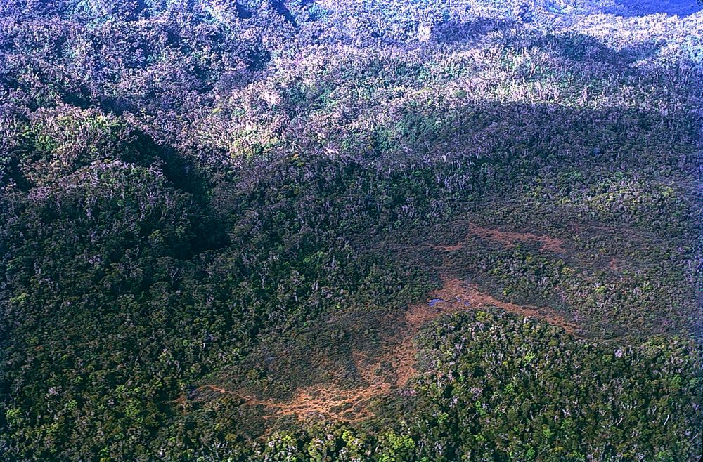 March 1972: Hawai´i, Island of Kaua´i, Alaka´i Swamp area. Aerial photograph of forest dieback. Dying and dead Metrosideros trees stand out in grey against the few remaining healthy, green trees. Note on slide: `Terminal dieback, Alaka´i, March 1972`. Photo by Dieter Mueller-Dombois. The Alakaʻi Swamp (Alakaʻi Wilderness Preserve) is a montane rainforest on the island of Kaua´i in Hawai´i, located on a plateau near Mount Waiʻaleʻale, one of the wettest places on Earth. Although it is called a swamp, it is actually a rainforest.