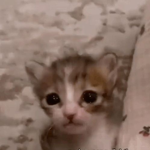 a close up of a kitten looking at the camera