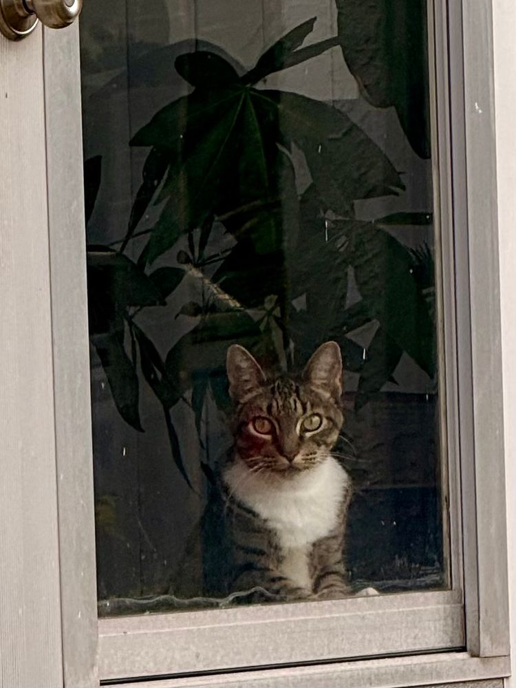 A sweet tabby cat named Bella pops her head up through a door window to greet her human.

#cat #caturday #bella
