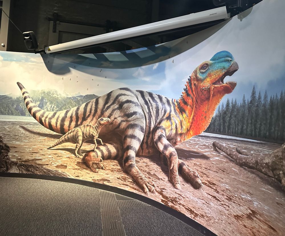 A photograph of one my illustrations installed in a museum. Measuring around 6 metres wide, it depicts a large herbivorous dinosaur reclining on a lake shore with an infant. 
