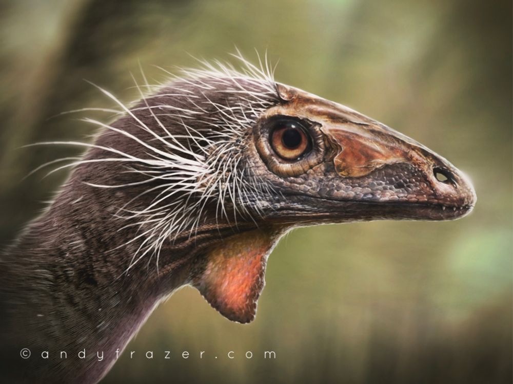 A digital portrait of Lagerpeton. It has a long, reptilian snout with areas of hard, orange-tinted keratin along the top, and a large, piercing orange eye. A bright pinkish-orange flap of skin hangs from its throat. Its neck is covered in coarse brown fibres, and longer white feather-like quills sprout around the base of the skull and jaws. It is shown against an out-of-focus background of green ferns. 