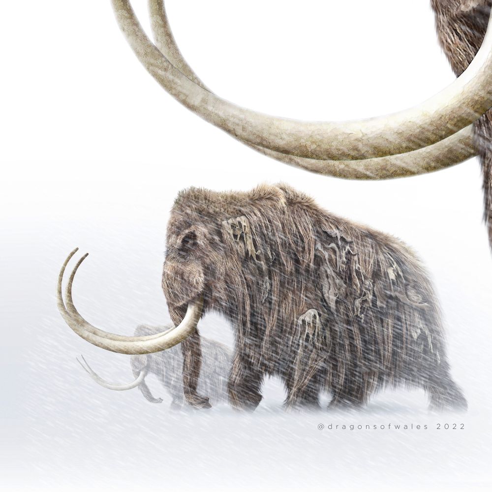 A digital illustration of a herd of woolly mammoths walking into a fierce blizzard in a white-out. 