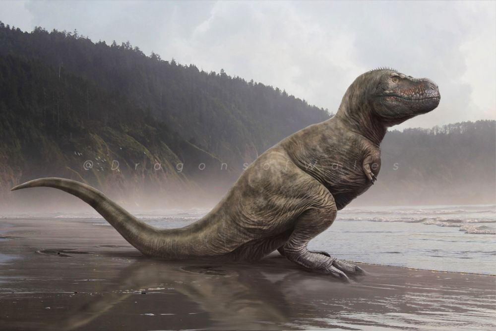 A digital illustration of a large, brown tyrannosaurus, sat on a muddy shoreline, gazing across a lake with tall trees around its shore. 
