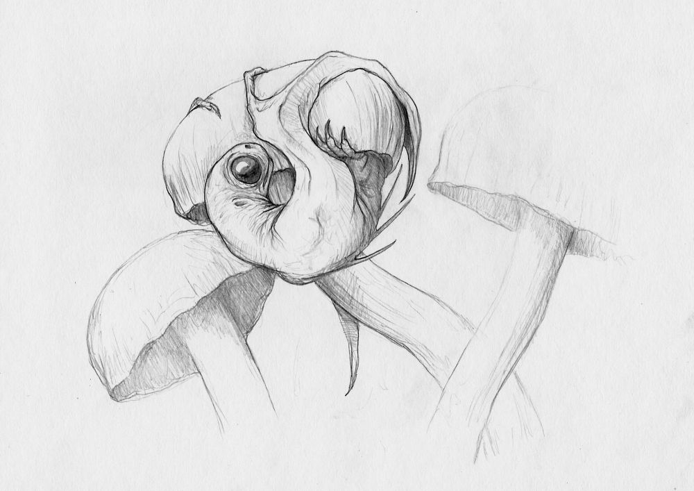 A pencil sketch of a tiny dragon clinging precariously to the underside of a wild mushroom. The dragon has large, bulbous, dark eyes and long claws which it is using to grip the cap of the mushroom. 