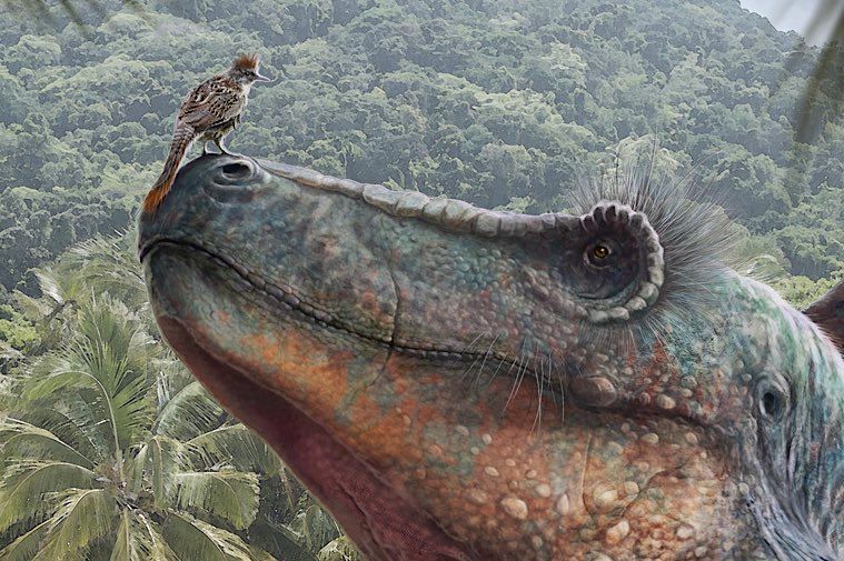 Close up of the previous image, showing the bird perched on Tarbosaurus’ snout. 