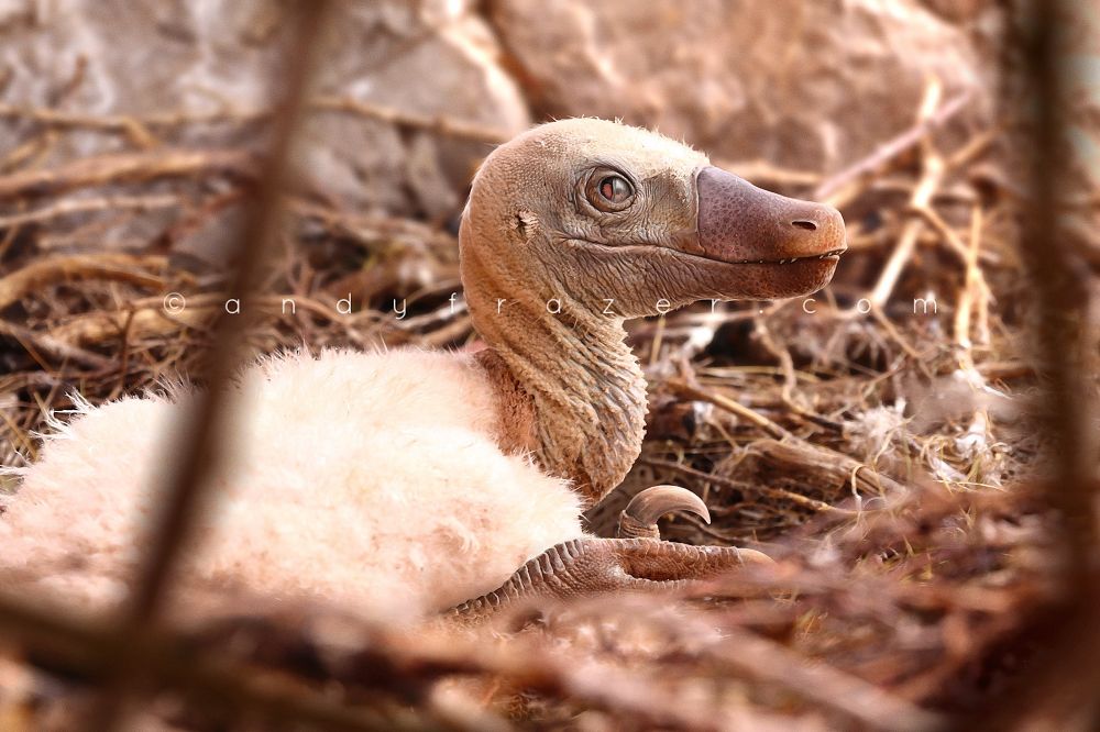 A digital illustration of a baby velociraptor sat in a nest of dry branches. The dinosaur has fluffy white down on its body, with naked head, neck and legs. 