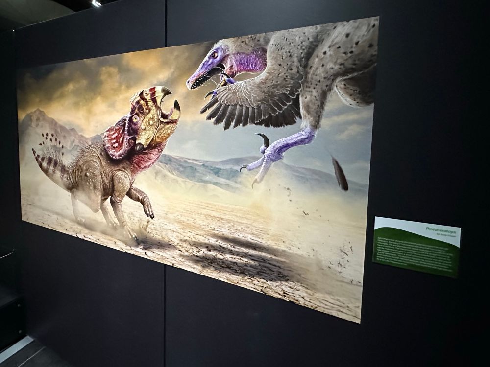 A photo of the previous illustration, in-situ at the exhibition at Newcastle Museum, Australia. 