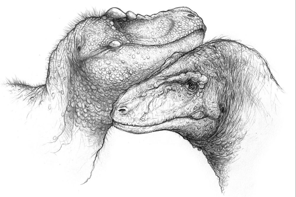 A pencil sketch of two large dinosaurs, affectionately nuzzling. 