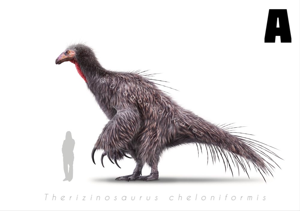 An illustration of Therizinosaurus, a giant feathered dinosaur, easily recognised by the huge curved claws on its forelimbs. 