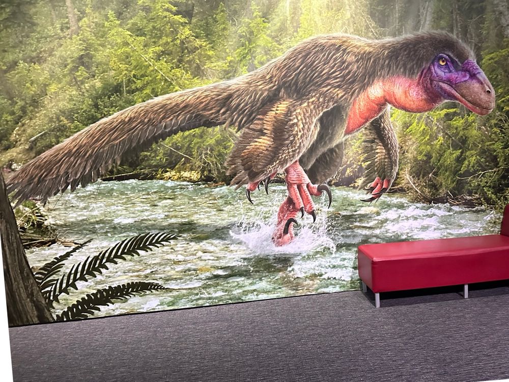 A large (about 4 metre wide) illustration of the dinosaur Utahraptor, created for an exhibition last year. 