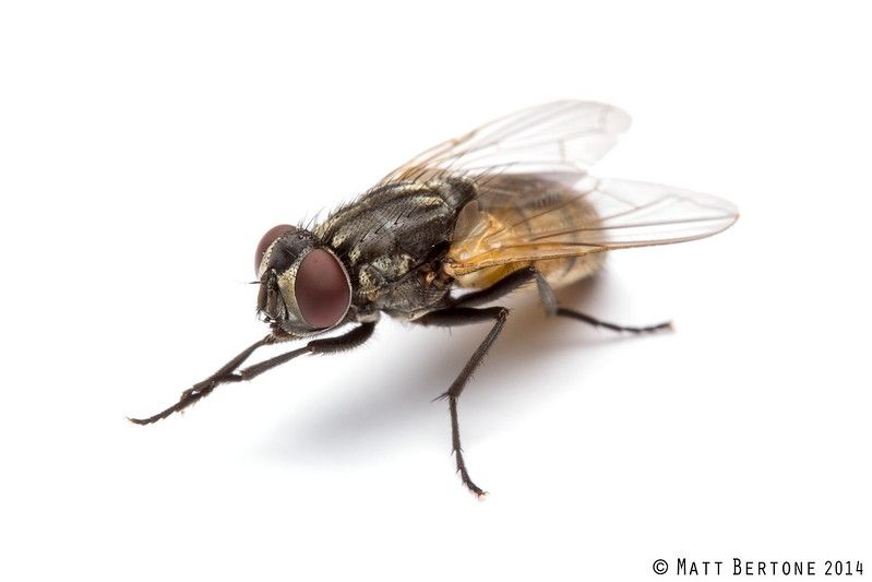 The house fly (Musca domestica). Credit Matt Bertone 2014.