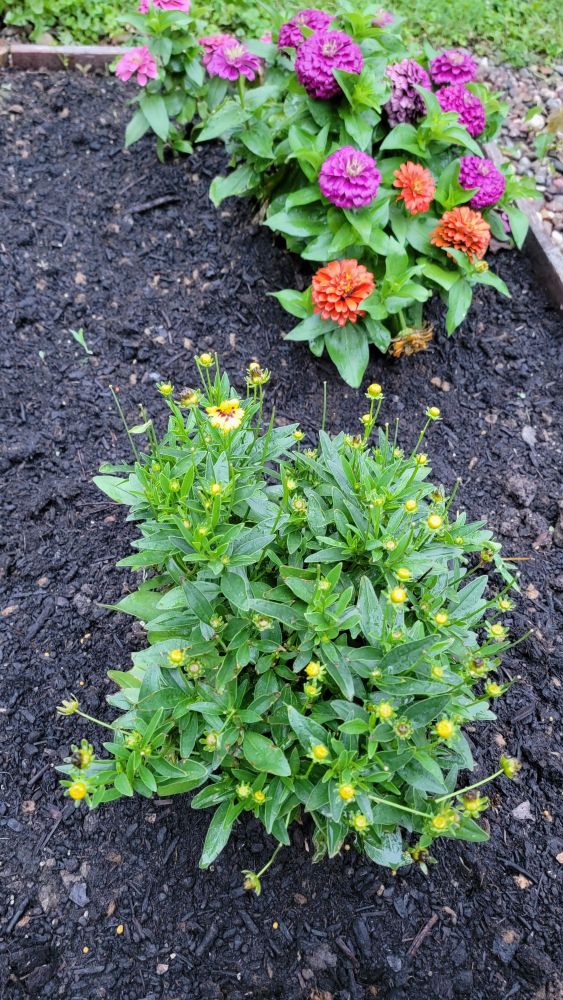 A tickseed plant plentiful with buds is in the process of opening a single bloom. A zinnia plant in full bloom with purple and orange-red blooms sits just behind