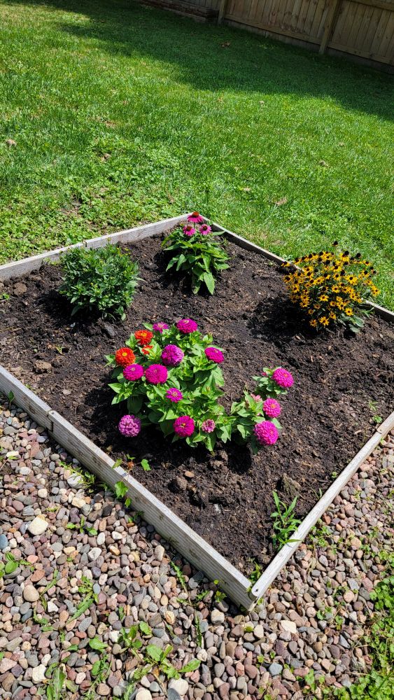 A square garden bed with flowers, in front is a zinnia plant with purple and red blooms, to the right is a black eyed susan plant with plentiful blooms, middle back is a plant with purple coneflower blooms, and left is a Tickseed plant with no blooms