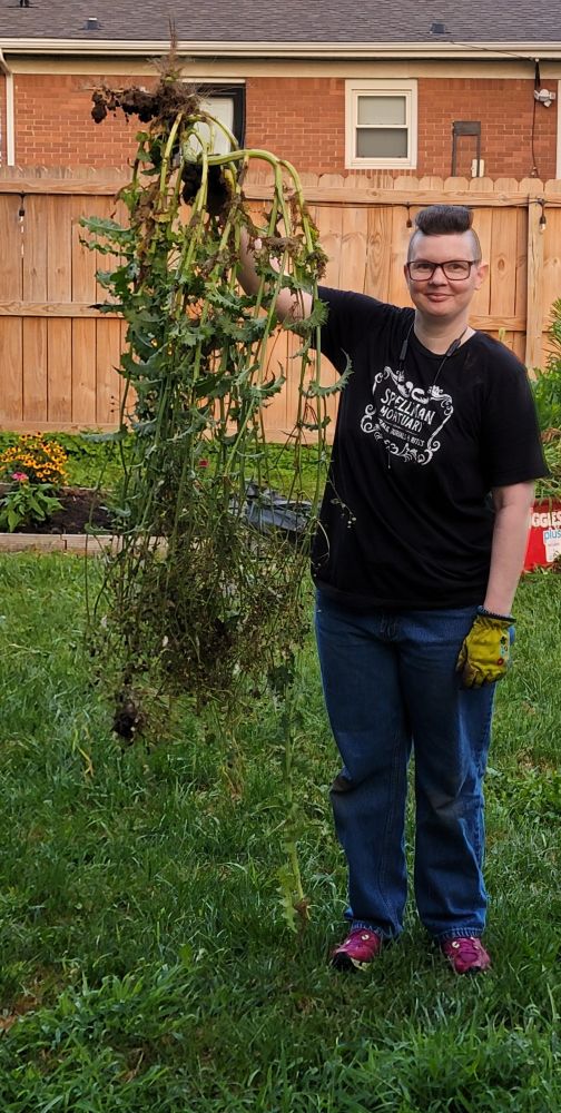Tess is a white person with a black tee-shirt, blue jeans and purple sneakers, standing in a yard with raised garden beds.
They wear garden gloves to hold a weed that is as tall as they are (5'6")