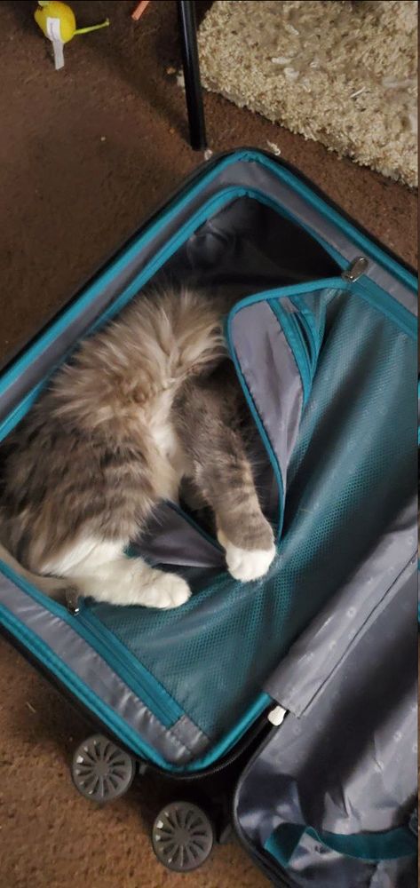 Picture of a grey and white cat hanging onto the inner zipper pouch of an open luggage case