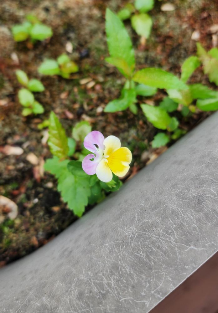 Picture of a flower known as a Johnny jump up growing in moss