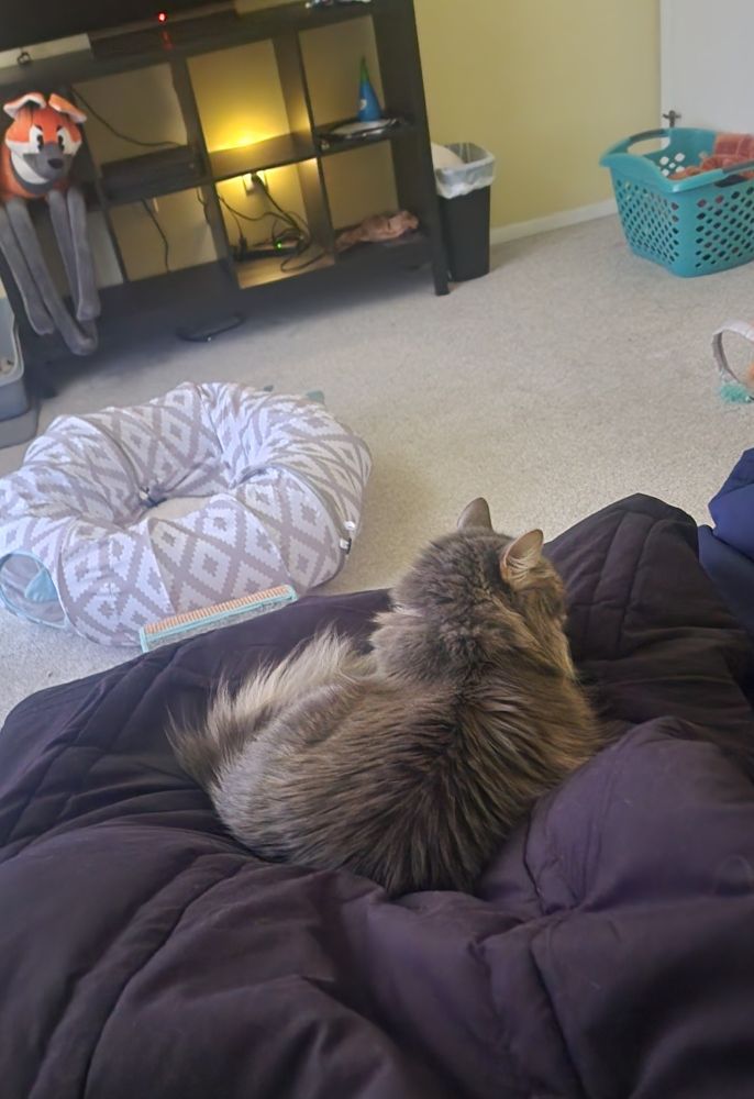 Picture of a long hair grey cat laying on the bed covers, which my leg is under 