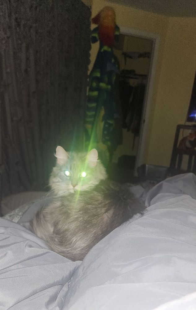 Picture of my cat laying by my side. The flash of the camera is reflected in her eyes causing them to flash bright green