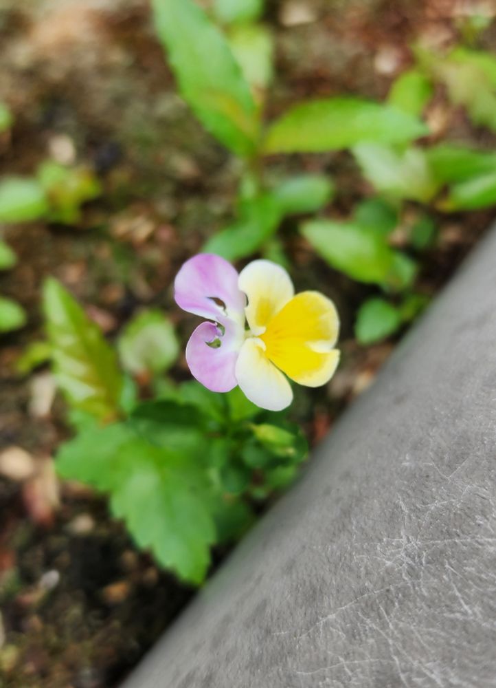 Picture of a flower known as a Johnny jump up growing in moss