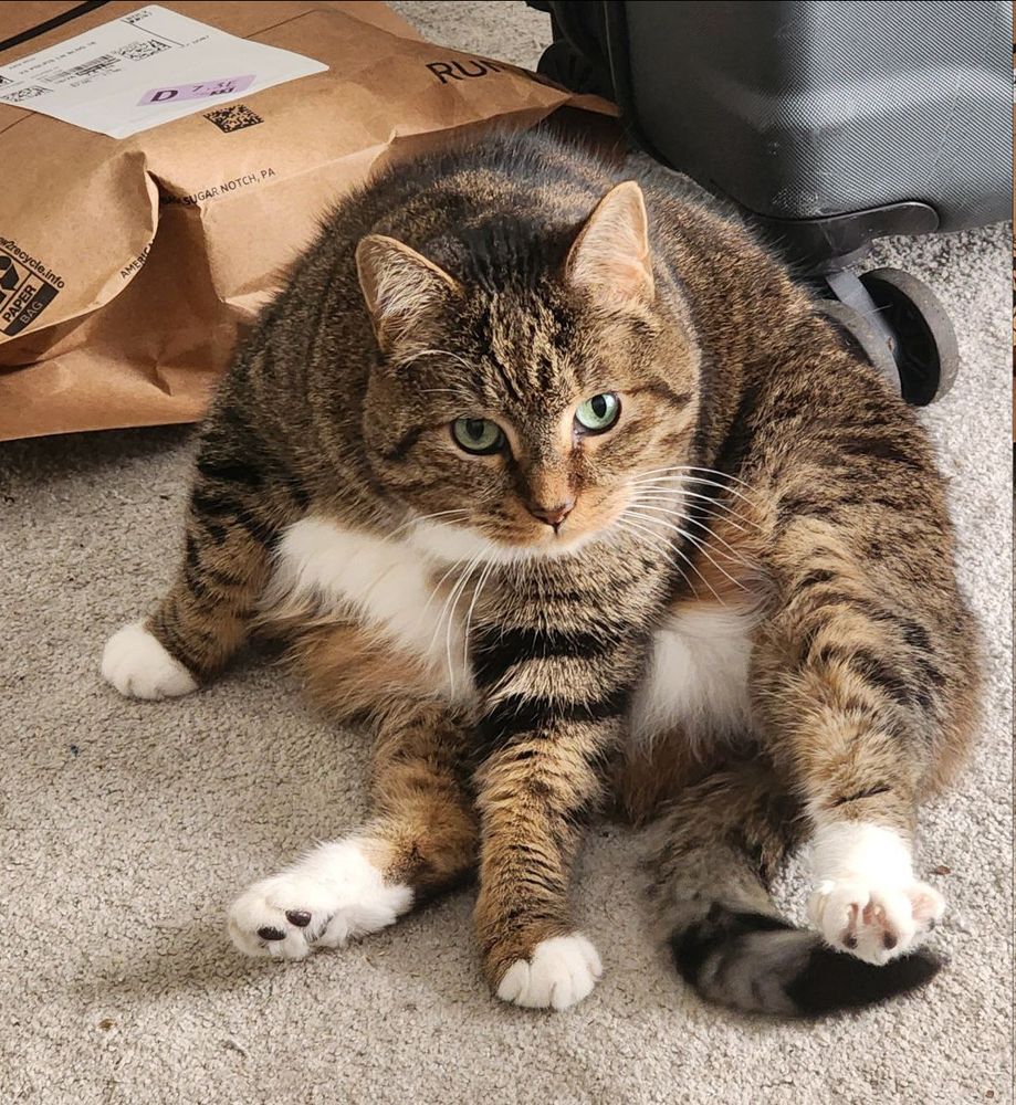 Picture of my cat in a very slumped over sitting postion